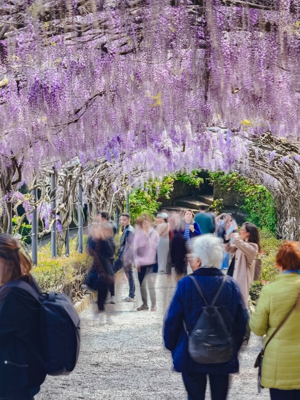 Floransa'nın Bardini Bahçesi morsalkımları kısa bir bahar gösterisi için çiçek açıyor