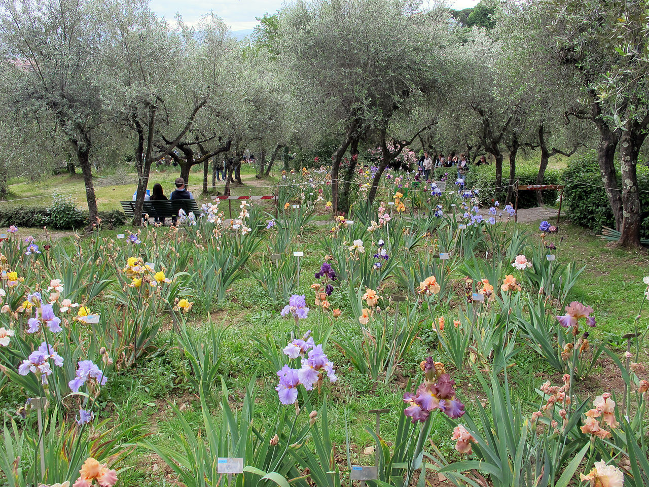 Şehrin ambleminin bulunduğu Floransa'nın İris Bahçesi'nin sezonluk açılışı