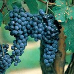 Bunch of grapes