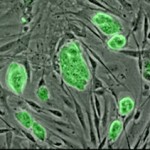 Mouse_embryonic_stem_cells (US Gov) - PD