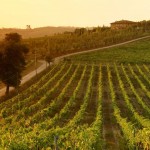 Tuscan_vineyards_at-sunset