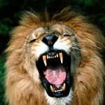 Exotic animals in a new Tuscan zoo