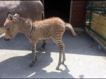 The zonkey named Ippo only one in Italy