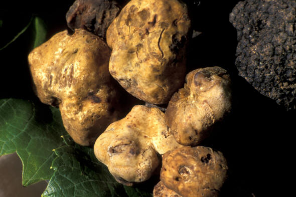 White truffles from San MIniato to the conquer of the Middle East