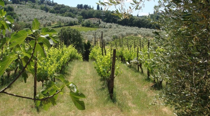 vineyards_around_florence