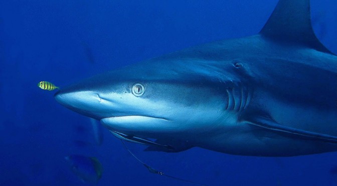 Over-3-metre-long 400 kg rare shark washes up on Giglio Island.