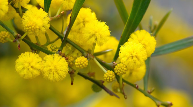 March 8th in Florence, Italy