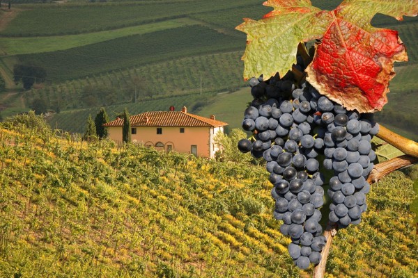 Tuscan wineries selling on-line