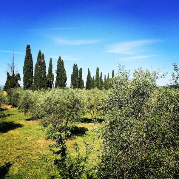 Tuscan landscape (photo: Chiara Amadei)