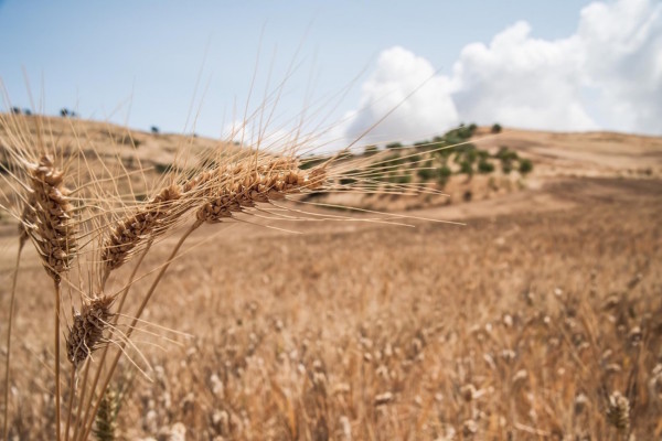 Rediscovery of ancient varieties of grapes and breads