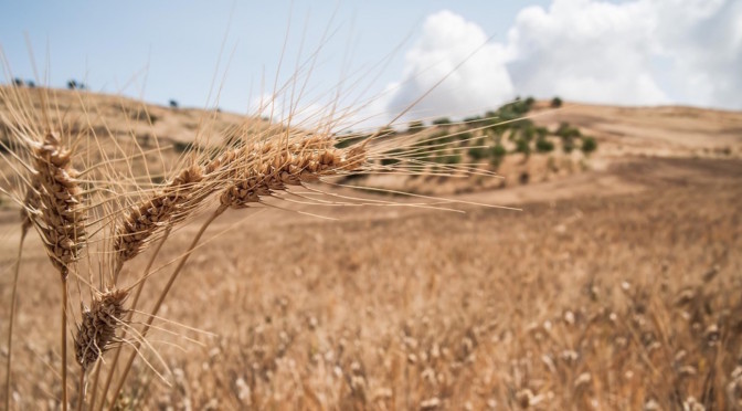 Rediscovery of ancient varieties of grapes and breads