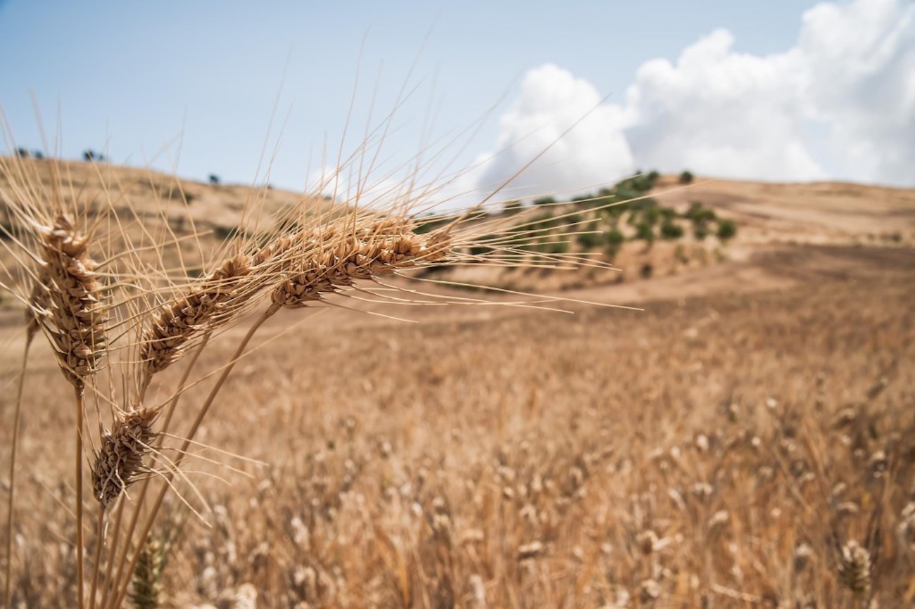 Rediscovery of ancient varieties of grapes and breads