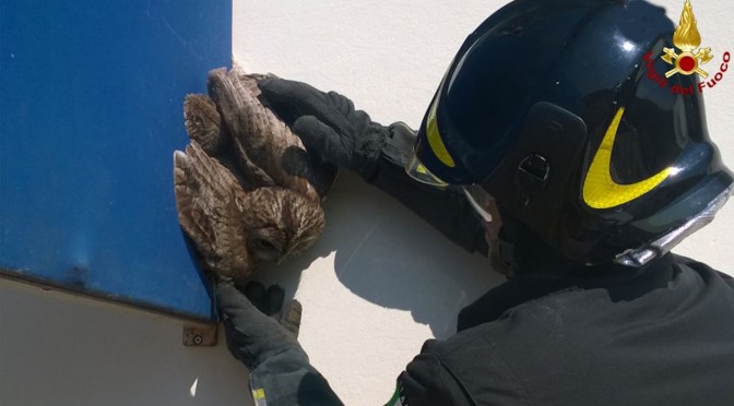 The Florence Fire Department intervened in Florence to save an owl got stuck on a terrace