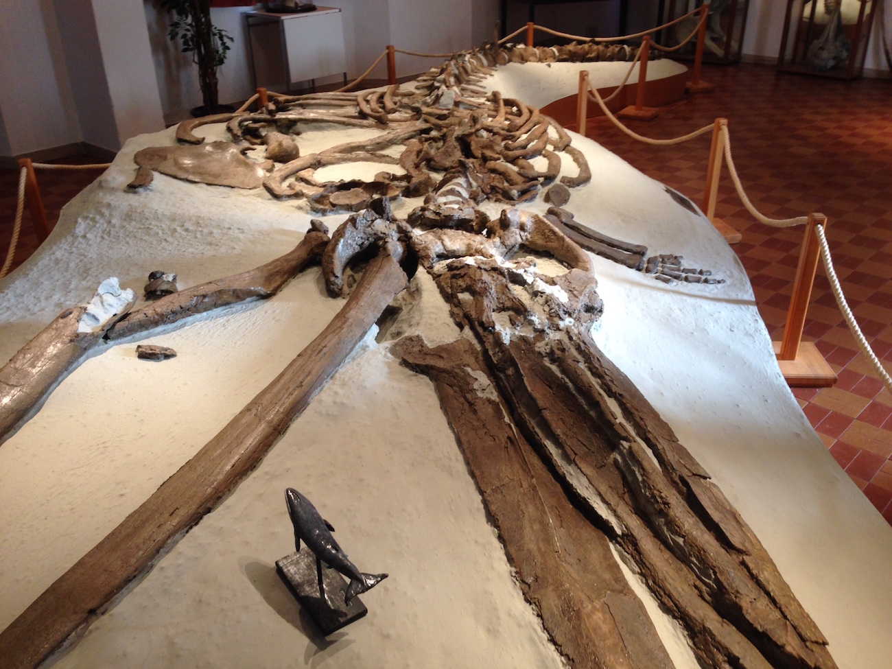 The 9-meter long Pliocene whale found near Florence, Italy