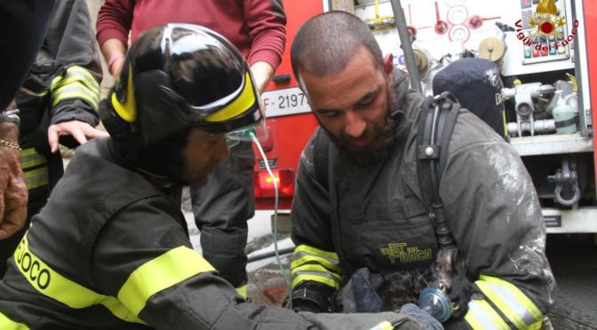 Firefighters revive cat after rescue in Florence, Italy
