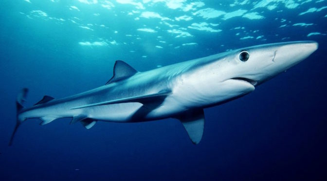 Shark alarm on Maremma beaches