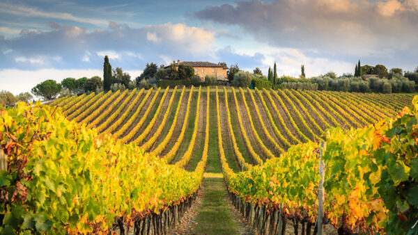 Tuscan vineyard