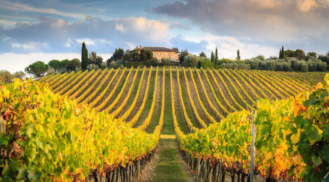 Tuscan vineyard