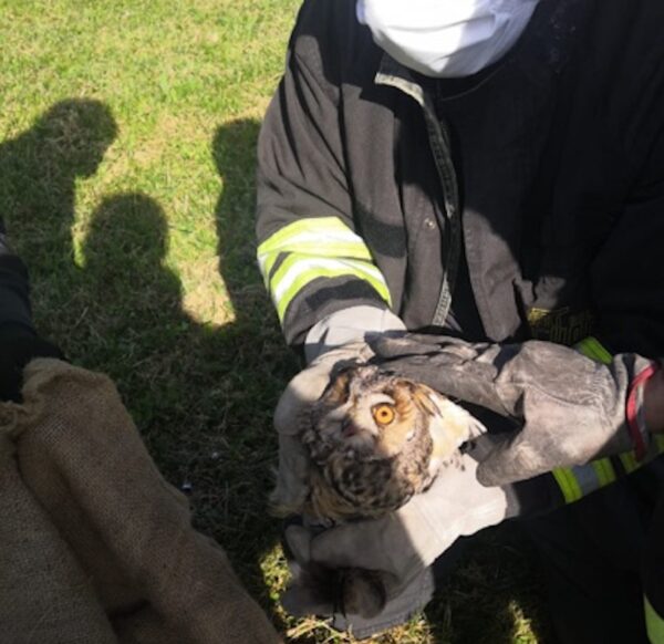 Owl saved near Arezzo