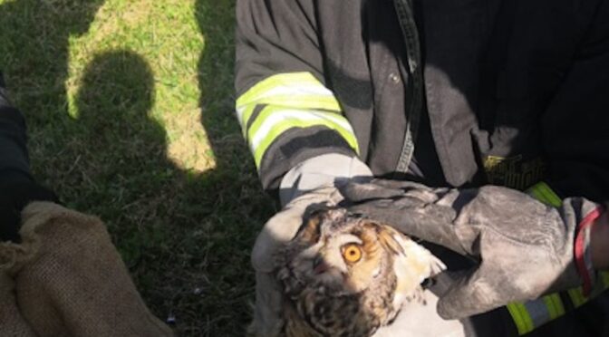 Owl saved near Arezzo