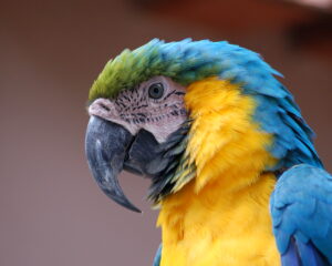 Arara Azul Film Festival Brings Brazilian Cinema and Culture to Tuscany