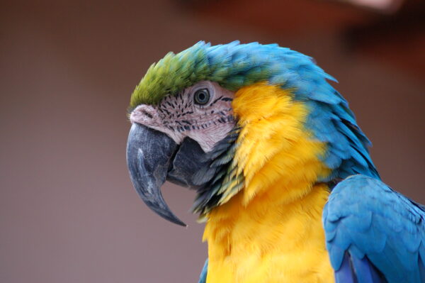 Arara Azul Film Festival Brings Brazilian Cinema and Culture to Tuscany