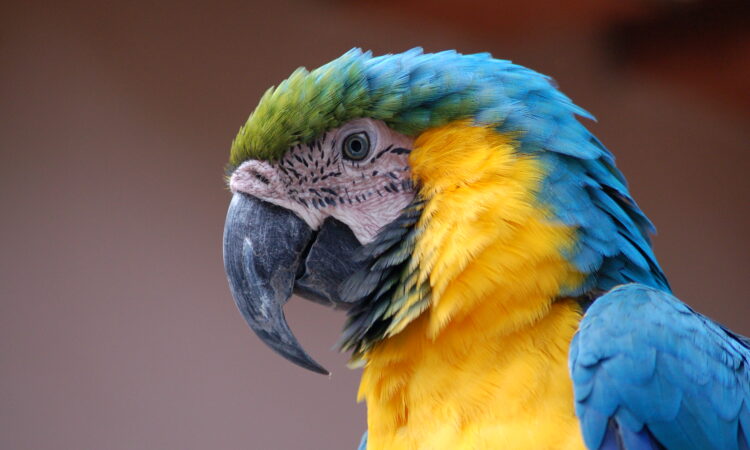 Arara Azul Film Festival Brings Brazilian Cinema and Culture to Tuscany