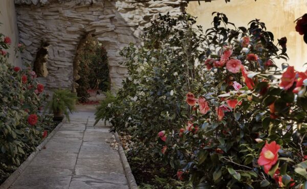 Extraordinary Opening of the Camellia Garden at Boboli Gardens