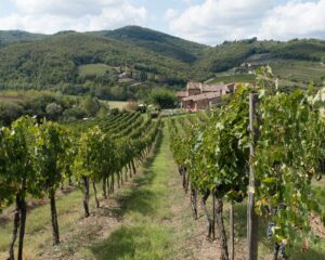 From Tuscany’s Vineyards to Zero-Alcohol Aperitivos: How the New Road Code is Rewriting Social Norms. Image by Stefan Schweihofer from Pixabay