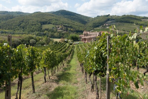 From Tuscany’s Vineyards to Zero-Alcohol Aperitivos: How the New Road Code is Rewriting Social Norms. Image by Stefan Schweihofer from Pixabay