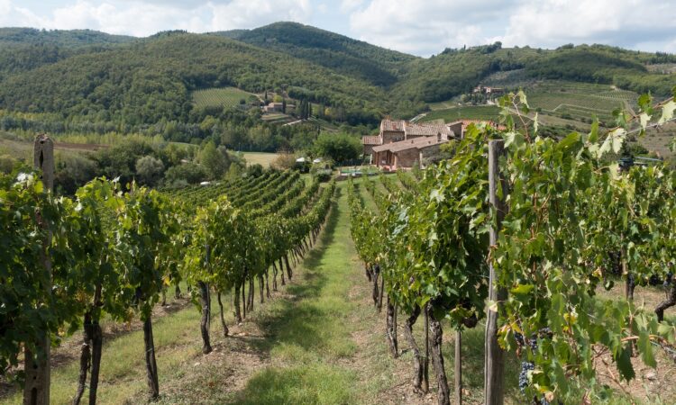 From Tuscany’s Vineyards to Zero-Alcohol Aperitivos: How the New Road Code is Rewriting Social Norms. Image by Stefan Schweihofer from Pixabay