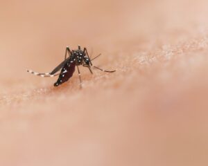 West Nile: Tuscany on Alert Despite No Cases