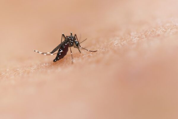 West Nile: Tuscany on Alert Despite No Cases