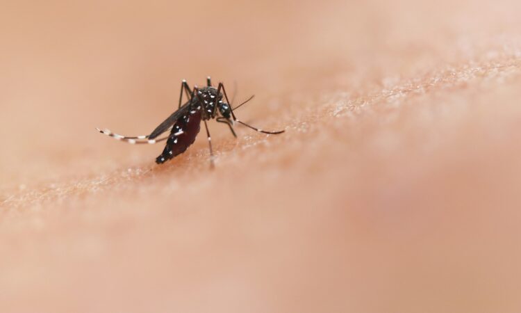 West Nile: Tuscany on Alert Despite No Cases