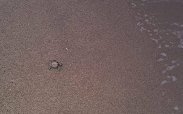 56 Baby Loggerhead Turtles Hatch on the Beaches of Marina di Pisa