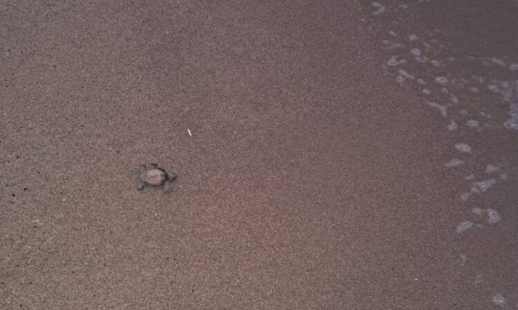 56 Baby Loggerhead Turtles Hatch on the Beaches of Marina di Pisa