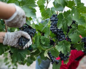 Tuscan Wines 2025: Excellent Harvest, Market Challenges