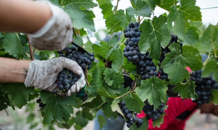 Tuscan Wines 2025: Excellent Harvest, Market Challenges