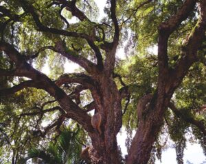 Florence launches Custodians of Green for urban climate action