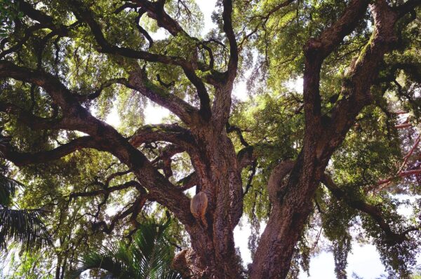 Florence launches Custodians of Green for urban climate action