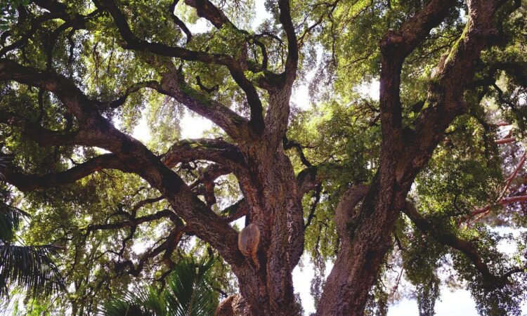 Florence launches Custodians of Green for urban climate action