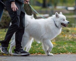 Walking Your Dog in Livorno? Don’t Forget the Water Bottle