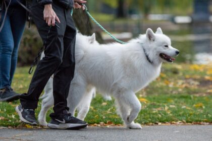 Walking Your Dog in Livorno? Don’t Forget the Water Bottle