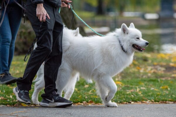 Walking Your Dog in Livorno? Don’t Forget the Water Bottle