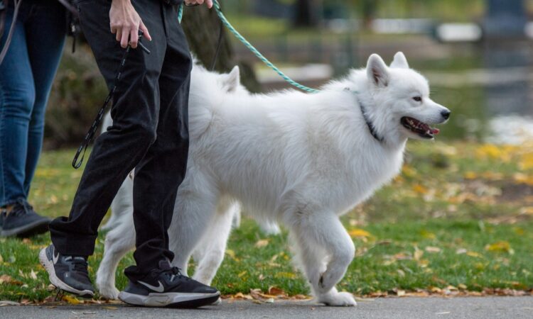 Walking Your Dog in Livorno? Don’t Forget the Water Bottle