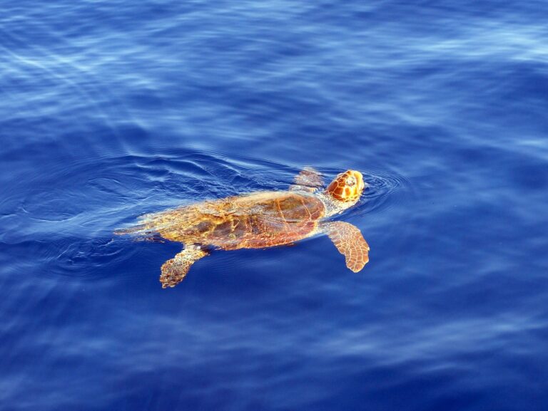 First Loggerhead Sea Turtle Nest Found at San Rossore Beach in Tuscany