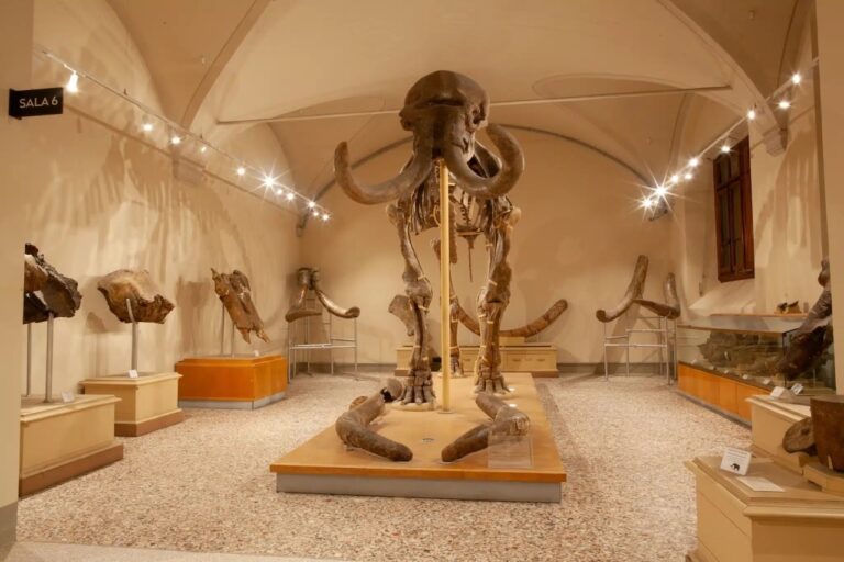 Mammoths and Ancient Whales Return to Florence Museum