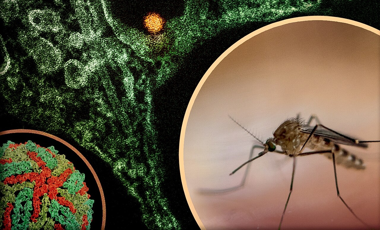 West Nile Virus Detected in Florence Area, Disinfestation Operations Begin