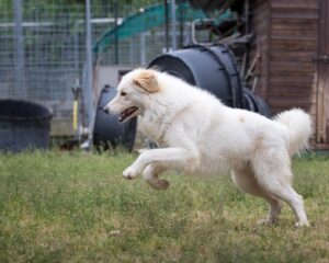 Six-Year-Old Donates His Savings to Help Pistoia Dog Shelter After Storm Damage