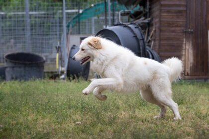 Six-Year-Old Donates His Savings to Help Pistoia Dog Shelter After Storm Damage